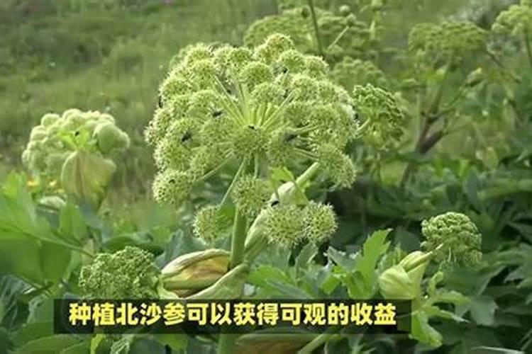 南沙参种子几月播种最好 种植方法