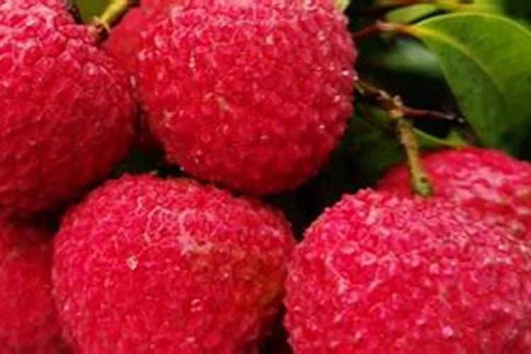 荔枝施什么肥料最好