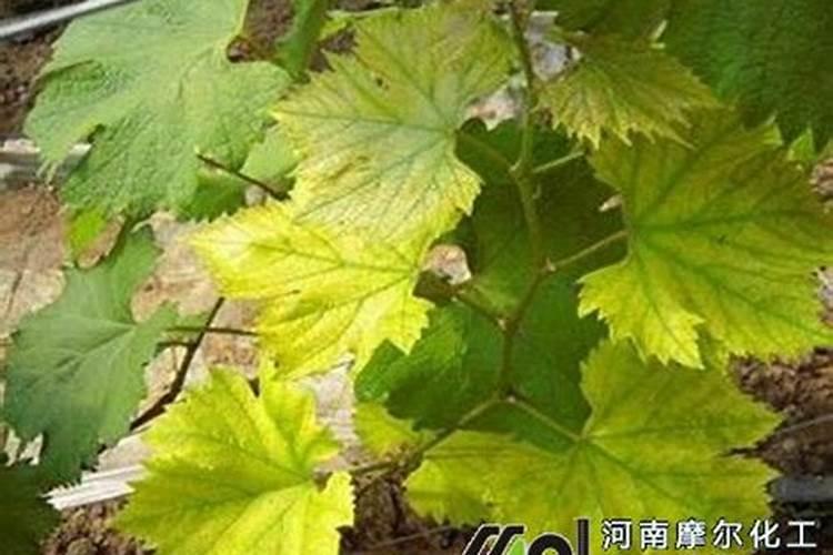 阳光玫瑰硬核期果粒发蔫怎么回事？