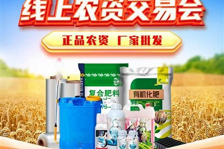 刚插接的黄瓜苗可以喷洒芸苔素内脂吗？