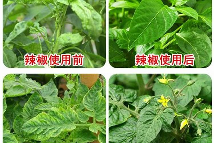 西红柿膨果喷打芸苔素好吗 有哪些作用