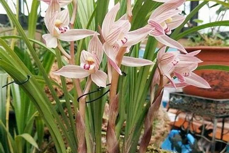 兰花如何施氮肥