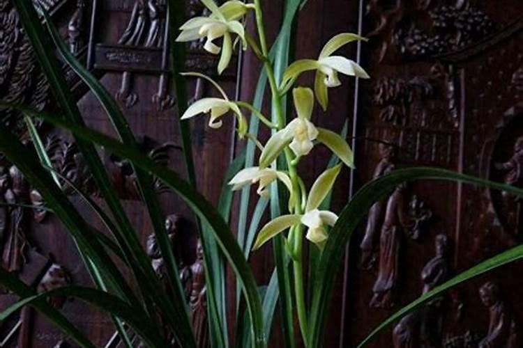 兰花长花芽施什么肥料、兰花花期用什么肥料最好