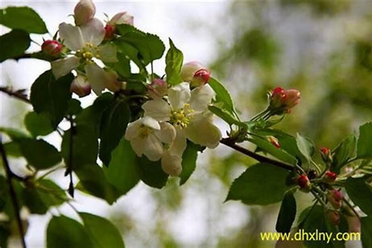 米兰开花期间怎么浇水