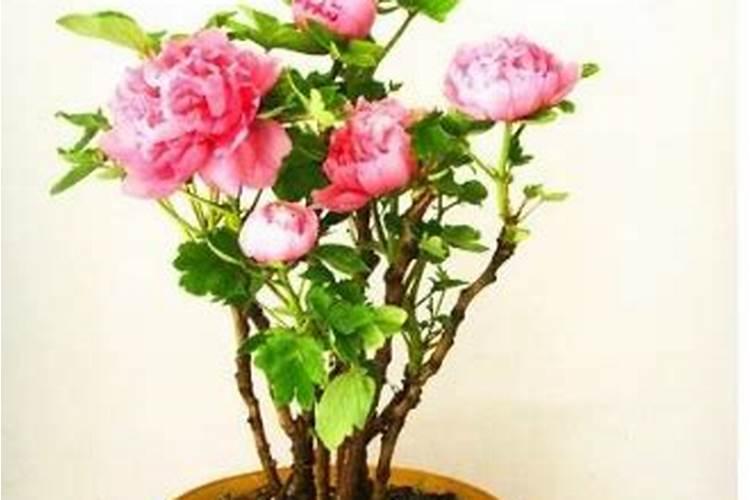 探究初步区分常用氮肥,磷肥和钾肥的方法 1,比较氮肥(氯化铵,碳酸氢铵...