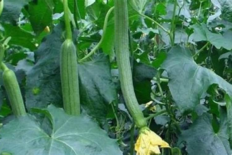 去年栽的香樟树都发叶了,但今年部分枝条死了,请问这有可能是什么原因...