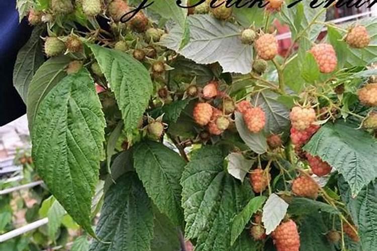 玉米控旺己稀利27%胺鲜脂3%可以和芸苔素磷酸二氢钾混合吗