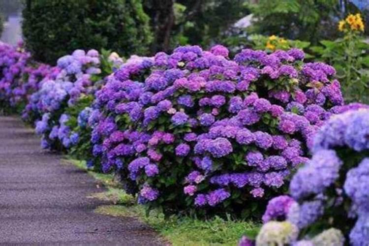 杜鹃花底肥放什么肥好