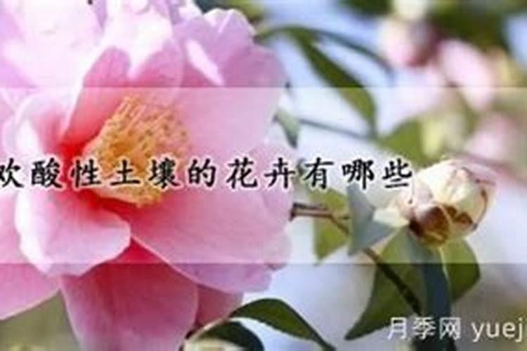 酸性土壤用些什么肥料