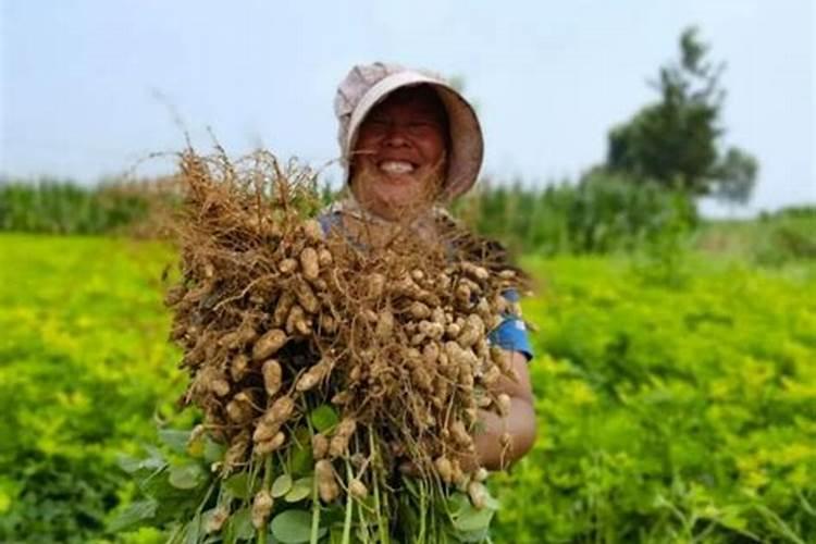 刚种植的沃柑苗怎么管理.