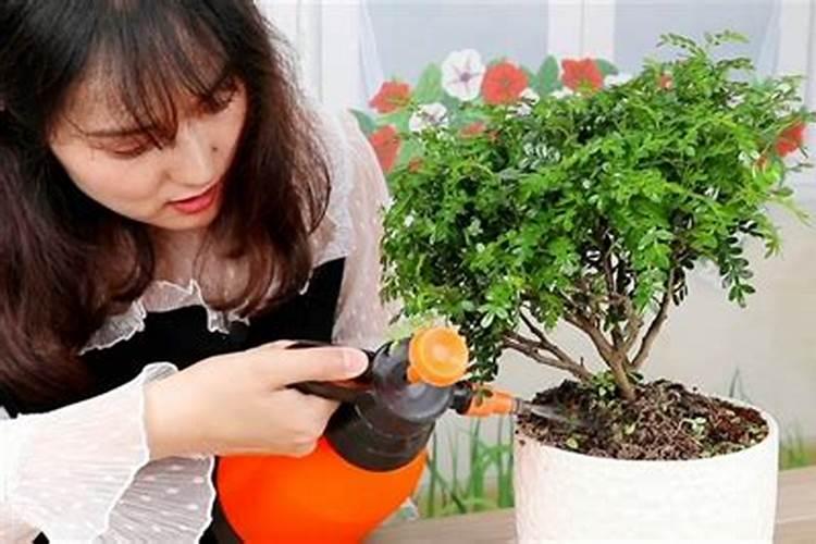 胡椒木怎么施肥的方法与主要价值