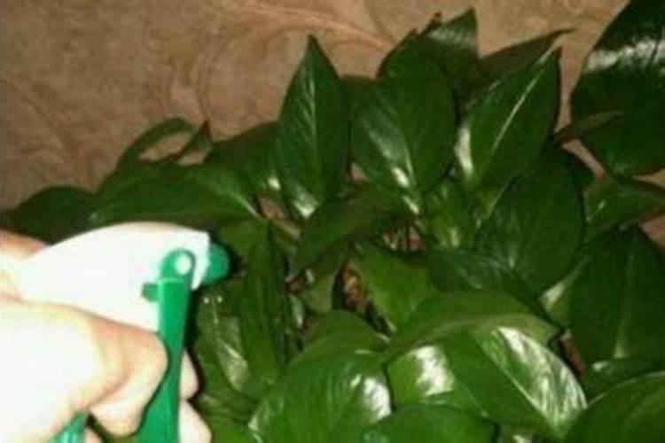 小麦打硼肥的害处