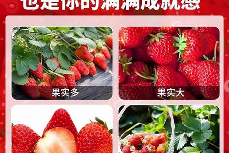 有机肥十大品牌有哪些？