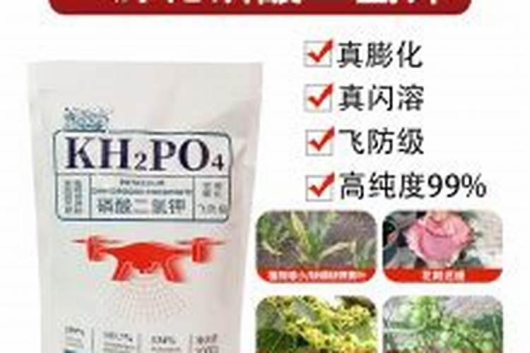 芡实什么时候种