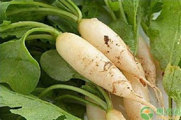 种植胡萝卜施硼肥抗裂吗？
