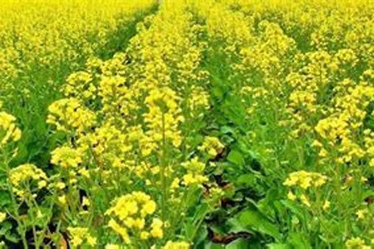 油菜苗什么时候施肥好怎么施肥