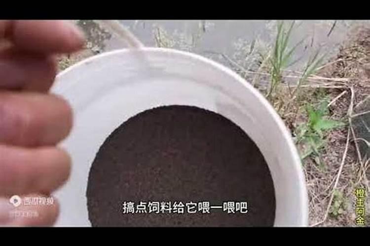 生菜种植方法全过程
