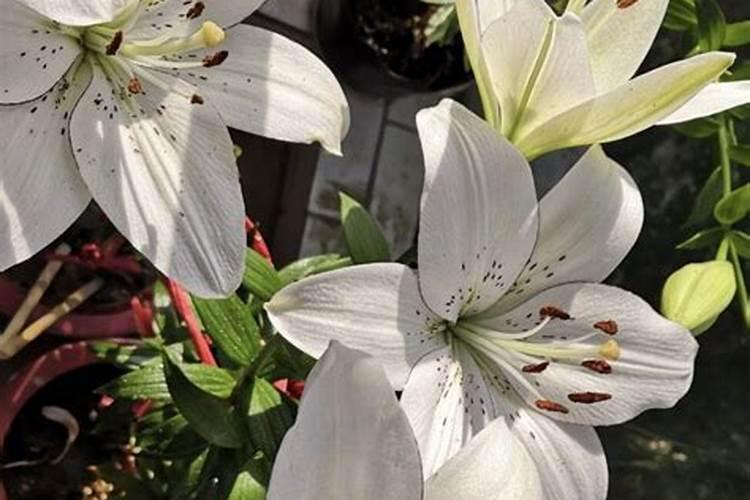 白醋兑水可以浇花吗？