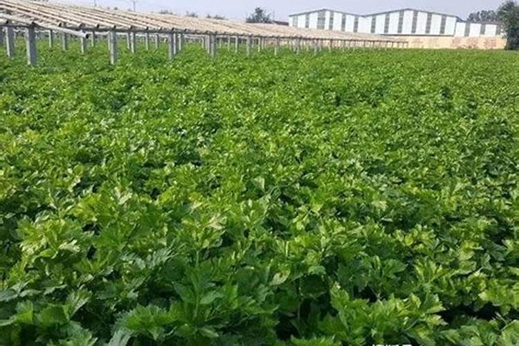 玉米氮磷钾复合肥过量施肥可以吗