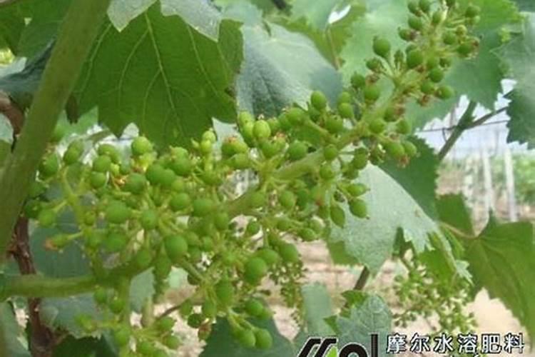 自家种植草莓应该用什么肥料,什么时候施肥好