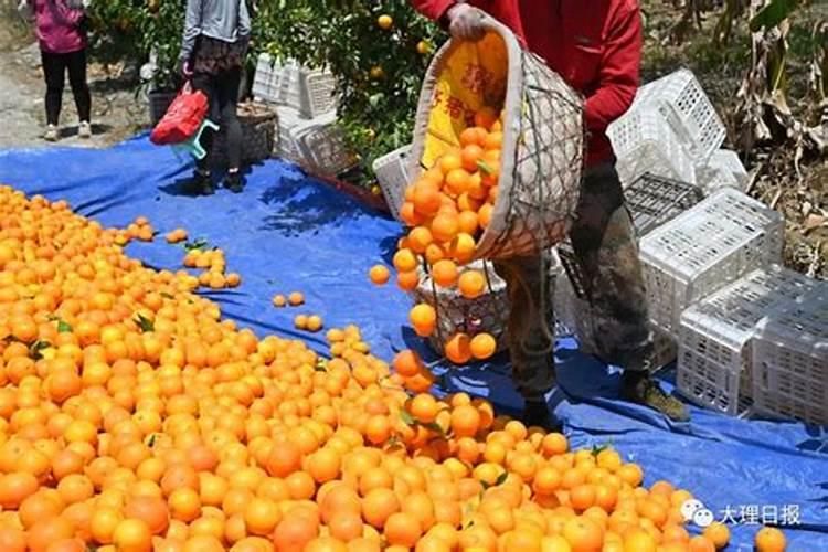 芸苔素内酯可以膨果吗