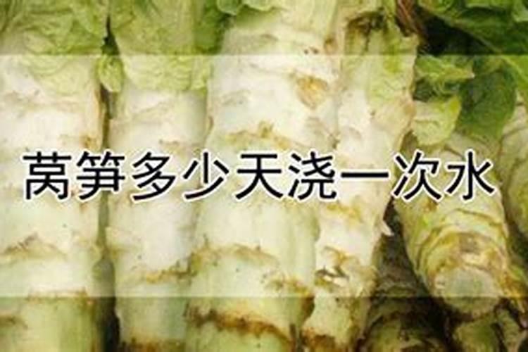 大家看看这个莴苣怎么了