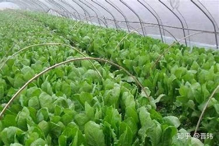 种植莴笋需谨记,怎样才不会烂茎干呢？