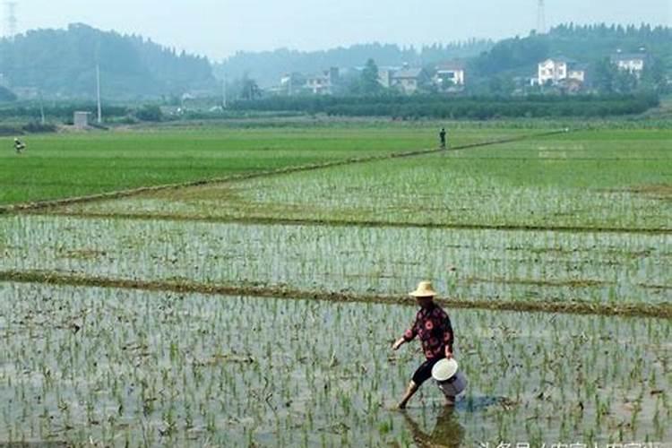 磷肥对鱼塘的作用及功能