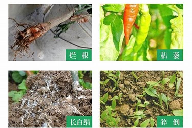 刚买的草莓为什么提回去就烂了怎么看草莓烂没烂