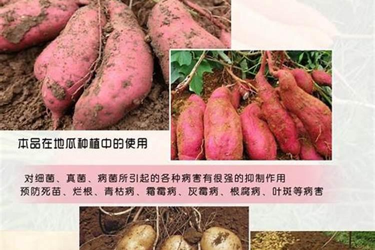 山西乡宁特产:乡宁长山药