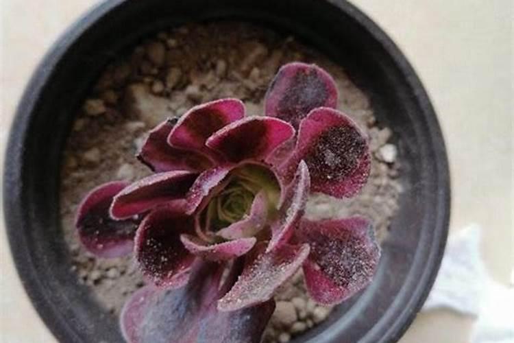 一亩地用多少有机肥;有机肥怎样施最好