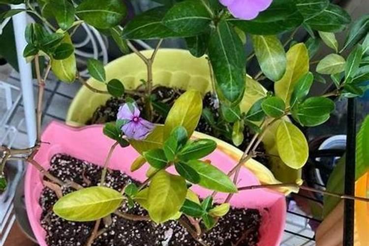 梅花的种植方法是怎样的？