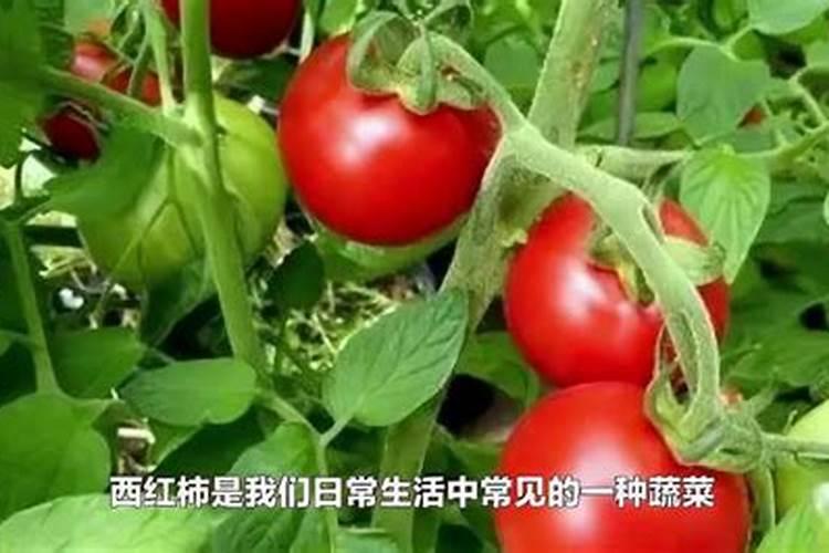 小番茄开第二穗花冲平衡肥可以吗？