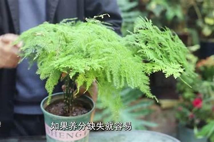 文竹施什么肥料好,施肥可以用速效复合肥吗