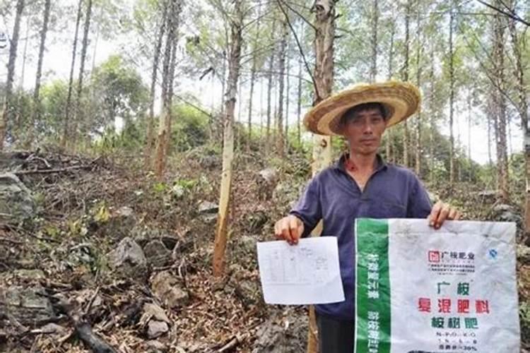 桉树如何施肥比较好