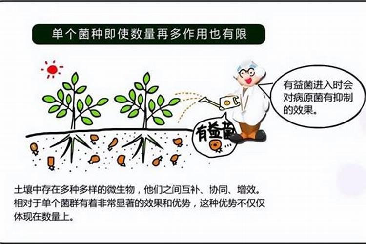 高磷肥料有哪些 什么是高磷肥