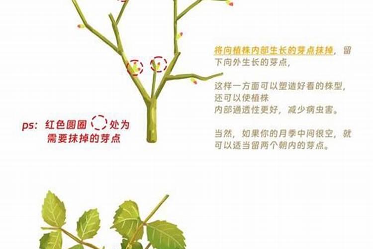 月季花修剪后施什么肥