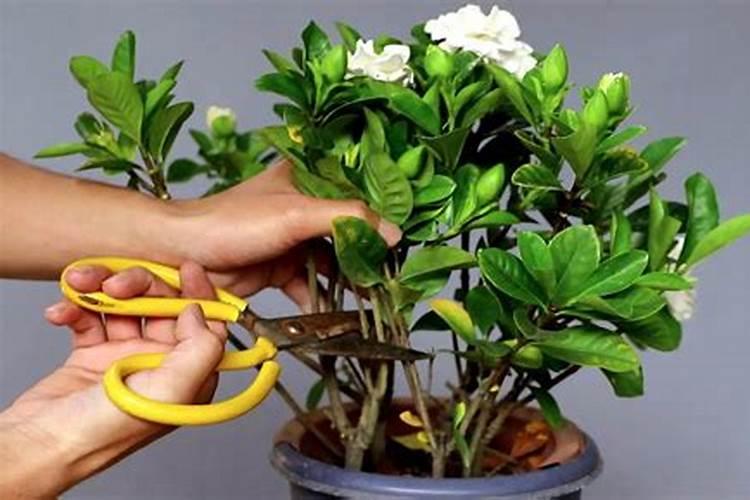 硼肥的用量、作用及使用方法