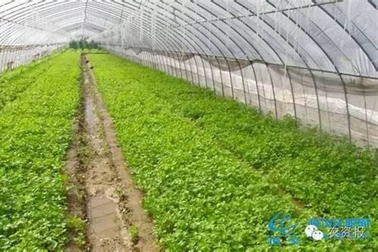 水溶肥啥时候用比较好