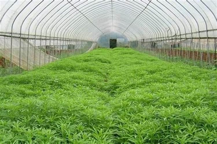 大棚蔬菜为什么容易缺钙