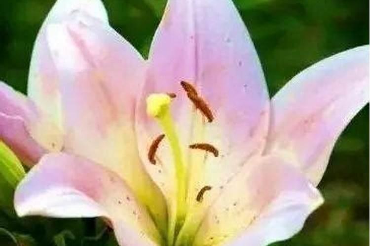 芸苔素拌小麦种剂量