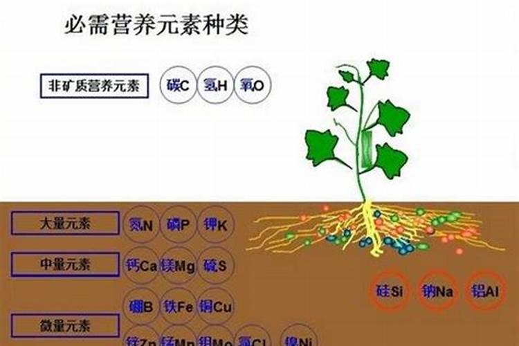 叶面肥优点是什么