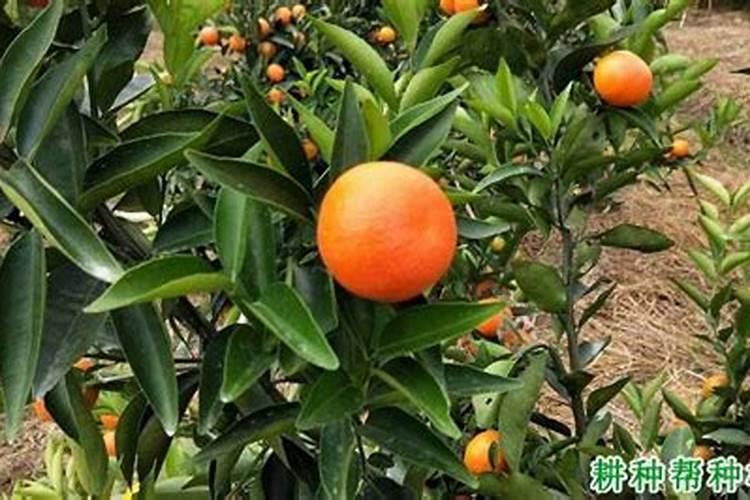 氯化铵是氮肥吗