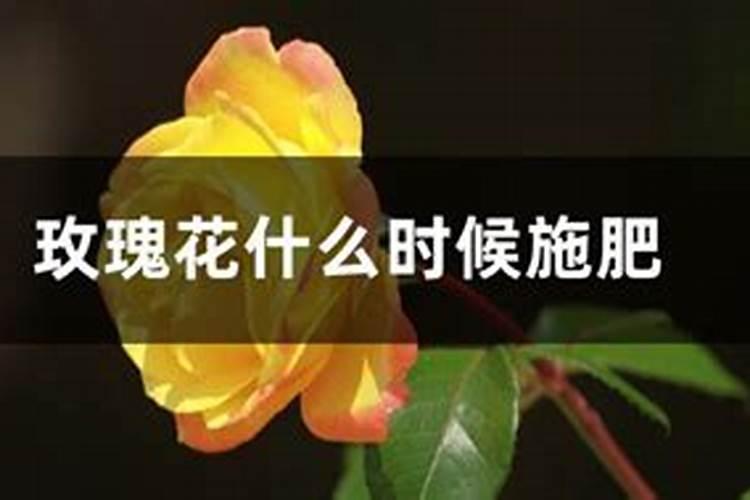 玫瑰花多久施一次肥 要施什么肥料