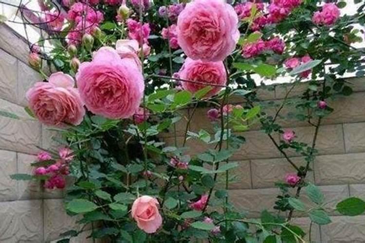 哪些花卉适应氮肥