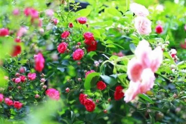 苹果树叶面喷钙、化学除草、叶面喷肥