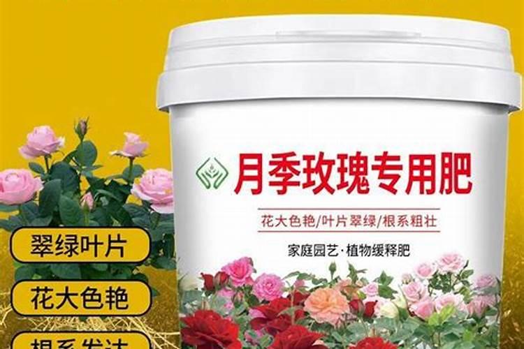 玫瑰花多久施一次肥 要施什么肥料