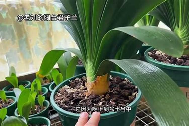 君子兰用什么肥料最好