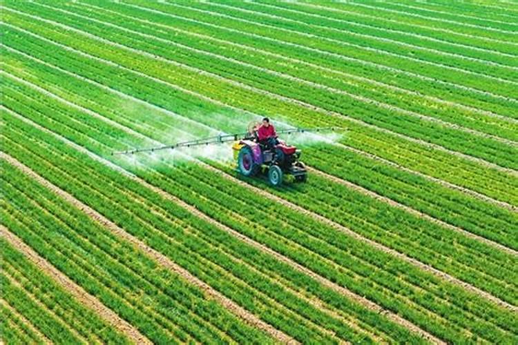 玉米叶面肥哪种最好