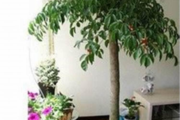 幸福树用什么样的肥料